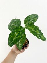 B52 ▽Aglaonema pictum tricolor Wild▽ アグラオネマ　ピクタム　トリカラー　ワイルド　スマトラ産　【PLANET】_画像1