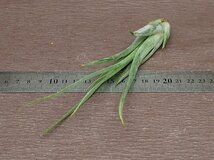 Tillandsia circinnata チランジア・シルシナータ●エアプランツCO★第四種送料別途★税別1円～!!_画像3