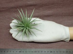 Tillandsia aeranthos MidnightBlueFlower form アエラントス ミッドナイトブルーフォーム●エアプランツPR★第四種送料別途★税別1円～!!