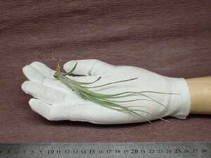 Tillandsia simulata チランジア・シムラタ●エアプランツTI★第四種送料別途★税別1円～!!