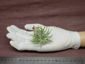 Tillandsia ionantha v.vanhyningii small form イオナンタ バンハイ スモールフォーム●エアプランツPR★第四種送料別途★税別1円～!!