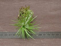 Tillandsia araujei チランジア・アラウジェイ★エアプランツCO★第四種送料別途★税別1円～!!_画像3