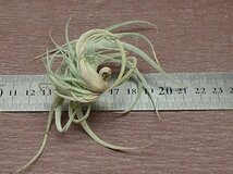 Tillandsia lorentziana チランジア・ロレンジアナ★エアプランツRF★第四種送料別途★税別1円～!!_画像2