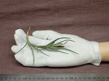 Tillandsia albertiana チランジア・アルベルティアナ●エアプランツEP★第四種送料別途★税別1円～!!_画像1