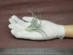 Tillandsia stricta 'Sterling' チランジア・ストリクタ スターリング●エアプランツTI★第四種送料別途★税別1円～!!