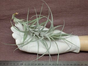 Tillandsia incarnata チランジア・インカルナータ●エアプランツDF★第四種送料別途★税別1円～!!