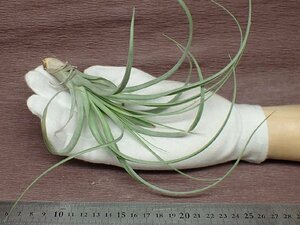 Tillandsia 'Heather's Blush' チランジア ヘザーズブラッシュ●エアプランツTR★第四種送料別途★税別1円～!!