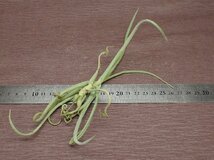 Tillandsia duratii v.saxatilis チランジア・ドゥラティ サクサティリス■エアプランツRF★第四種送料別途★税別1円～!!_画像2