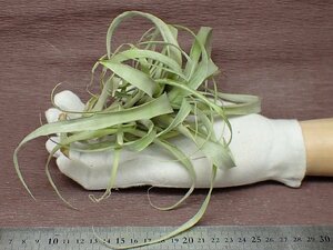 Tillandsia divaricata チランジア・ディバリカタ●エアプランツPR★第四種送料別途★税別1円～!!