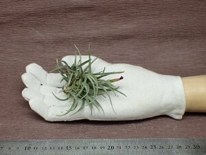 Tillandsia albertiana x T.argentina チランジア アルベルティアナxアルゼンチナ●エアプランツPR★第四種送料別途★税別1円～!!