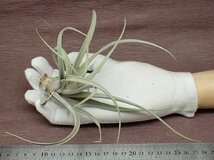 Tillandsia elizabethae チランジア・エリザベシアエ●エアプランツPR★第四種送料別途★税別1円～!!_画像1