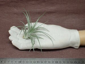 Tillandsia stricta 'Sterling' チランジア・ストリクタ スターリング★エアプランツTI★第四種送料別途★税別1円～!!