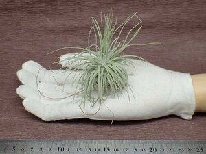 Tillandsia magnusiana チランジア・マグヌシアーナ★エアプランツEP★第四種送料別途★税別1円～!!