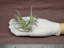 Tillandsia myosura giant form チランジア・ミオスラ ジャイアントフォーム★エアプランツPR★第四種送料別途★税別1円～!!_画像1