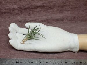 Tillandsia albertiana x T.argentina チランジア アルベルティアナxアルゼンチナ■エアプランツPR★第四種送料別途★税別1円～!!