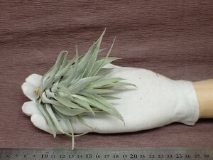 Tillandsia cacticola 'Thin Leaf' チランジア・カクティコラ 細葉タイプ★エアプランツEP★第四種送料別途★税別1円～!!