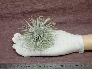 Tillandsia fuchsii SP チランジア・フックシー★エアプランツEP★第四種送料別途★税別1円～!!