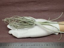 Tillandsia streptocarpa チランジア・ストレプトカルパ★エアプランツEP★第四種送料別途★税別1円～!!_画像1