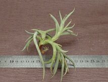 Tillandsia myosura giant form チランジア・ミオスラ ジャイアントフォーム★エアプランツPR★第四種送料別途★税別1円～!!_画像2