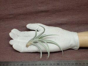 Tillandsia pseudomicans チランジア・シュードミカンス★エアプランツEP★第四種送料別途★税別1円～!!