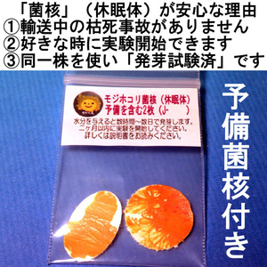 変形菌（粘菌）「モジホコリ」の休眠体（菌核）・発芽試験済・簡易梱包版 ／ 自由研究にも最適／#62-06