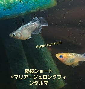 夜桜ショート×マリアージュロングフィンダルマメダカの卵40個!! 綺麗 【Happy aquarium】