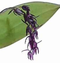 【vandaka】Pleurothallis loranthophylla プレウロタリス ロラントフィラ ミニチュアオーキッド 原種洋蘭 ペルー便 蘭_画像5