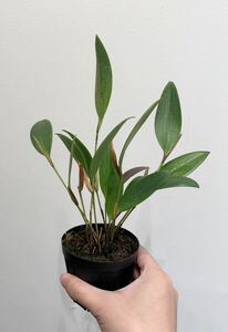 【vandaka】pleurothallis navicularis プレウロタリス ナヴィクラリス 原種洋蘭 ミニチュアオーキッド ペルー便