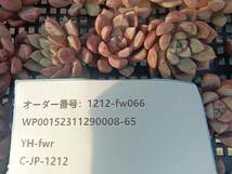 1212-fw066 ブラッドスワロー25個 ☆多肉植物　エケベリア　韓国_画像3