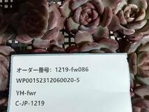 1219-fw086 マドンナ25個 ☆多肉植物　エケベリア　韓国_画像3