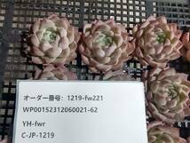 1219-fw221 クイーンオブピーチ16個 ☆多肉植物　エケベリア　韓国_画像3