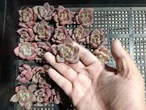 1219-fw286 ピンクシャンペーン25個 ☆多肉植物　エケベリア　韓国_画像1