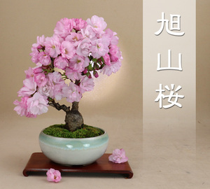 旭山桜（一才性 八重咲）小品盆栽