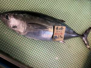 【長崎産】　本ヨコ（クロマグロの子供）（2.9ｋ）冷凍　刺身用 　3