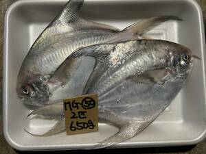 【和歌山産】 　マナカツオ　（2匹で650ｇ）　冷凍　刺身OK　MG-50