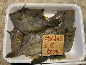 【和歌山産】 　カワハギ・丸ハゲ　（5匹　500ｇ）　冷凍　刺身OK　（赤）