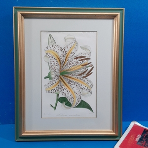 「19世紀フランス手彩色石版画『Lilium auratum(ヤマユリ)』L'Horticulteur Francais 1851 額装」【真作】