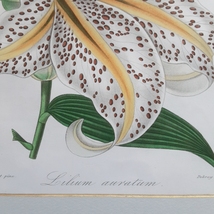 「19世紀フランス手彩色石版画『Lilium auratum(ヤマユリ)』L'Horticulteur Francais 1851 額装」【真作】_画像3