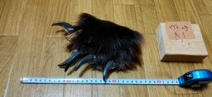 ●熊の爪●ヒグマの手（A1） 羆 ひぐま ベアークロー 熊 クマの手 熊の手 くまの爪 クマの爪 熊の手 アクセサリー 魔除け クムンカムイ