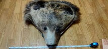 ●珍品●ヒグマの頭 ①ヒグマ/熊 くま クマ　DIY　ハンドクラフト　レザークラフト　手芸　手 剥製 飾り トロフィー 狩猟_画像7