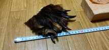 ●熊の爪●ヒグマの手（B1） 羆 ひぐま ベアークロー 熊 クマの手 熊の手 くまの爪 クマの爪 熊の手 アクセサリー 魔除け クムンカムイ_画像8