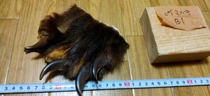 ●熊の爪●ヒグマの手（B1） 羆 ひぐま ベアークロー 熊 クマの手 熊の手 くまの爪 クマの爪 熊の手 アクセサリー 魔除け クムンカムイ