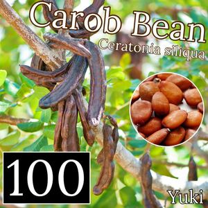 キャロブ(イナゴマメ) 種子x100[有用植物、温帯果樹]Cerstonia siliqua 耐寒性果樹