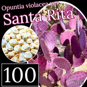 オプンチア・サンタリタ 種子x100[観葉植物]Opuntia violence var. santarita