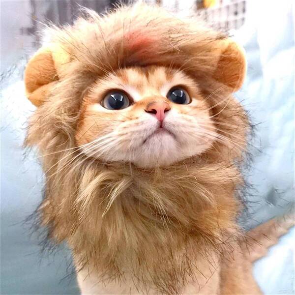 ペット用帽子 冬物 動物ファッション かつら 面白い 猫 犬 ネコ ライオン 衣装用 変身服 出掛け