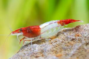  red ru Lee shrimp 100 pcs (# red Lilly shrimp red Cherry shrimp Red Bee Shrimp present female . egg ultimate fire .)