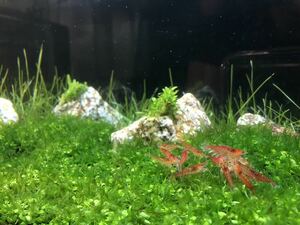  shrimp solid feed 10g including in a package un- possible 