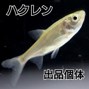 【めだかカンタービレ】☆天然採集☆ハクレン☆全長約5ｃｍ☆1匹☆中国四大家魚 アクアリウム 淡水 日淡 ペット その他 水草 水槽