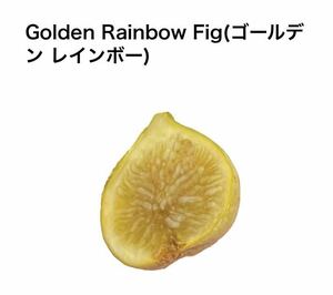 イチジク挿木苗　ゴールデンレインボー　Golden Rainbow 