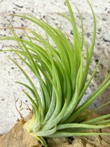 【Frontier Plants】チランジア・イオナンタ・ファットボーイ T. ionantha Fat Boy ブロメリア エアプランツ